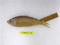 藏品(白腹小砂(魚丁))的圖片